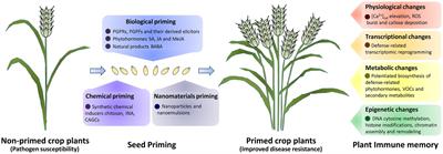 Priming seeds for the future: Plant <mark class="highlighted">immune memory</mark> and application in crop protection